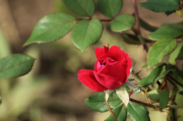 Unico bocciolo di rosa rossa Immagine gratis - Public Domain Pictures