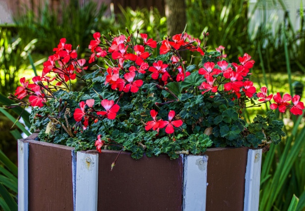 Kleine rote Topfblumen Kostenloses Stock Bild - Public Domain Pictures
