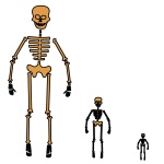 3 Skeletons
