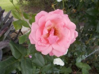 A Pink Coral Rose