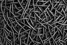 Abstract Black And White Tangle
