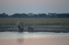 Adult And Baby White Rhino