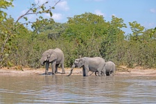 African Elephant In Water