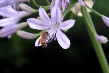 Agapanthus Plant And Bee