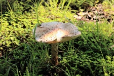 Amanita Mushroom In Shadows