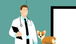 Animals Clinic
