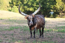Ankole-Watusi Bull In Field