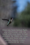Anna's Hummingbird Flight