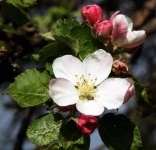 Apple Blossom Flower