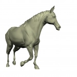 Arabian Horse 1