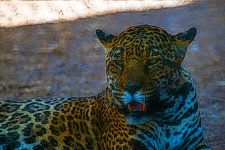 Artistic Leopard