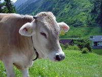 Austrian Cow