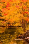 Autumn Forest By River