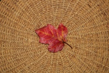 Autumn Leaf On Textured Background