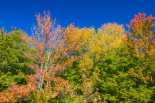 Autumn Trees And Blue Sky