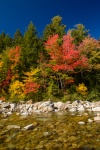 Autumn Trees By The River