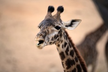 Baby Giraffe Open Mouth