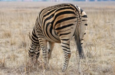 Backside Of A Zebra