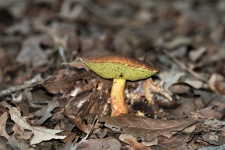 Bay Bolete Mushroom 2