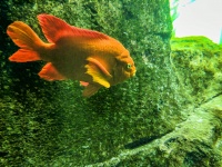 Big Golden Fish