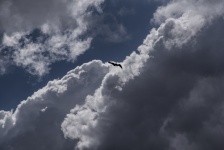 Bird Flying In Clouds