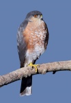 Bird Of Prey Hawk