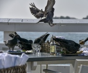 Birds On Restaurant Table