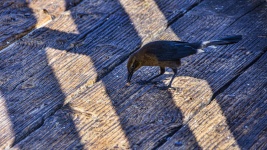 Black Bird On Pier