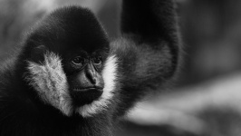Black Gibbon