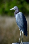 Blue Egret