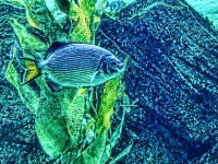 Blue Fish Green Tank