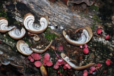 Brackets And Pinwheel Mushrooms