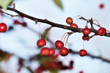 Branch Of Red Berries In Winter