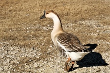 Brown And White Chinese Goose