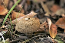 Brown Puffball Mushroom