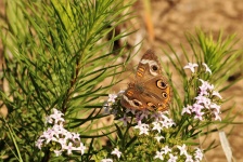 Buckeye Butterfly On Wildflowers