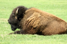 Buffalo Lying In Green Grass