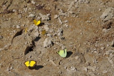 Butterflies Sitting On Dried Mud