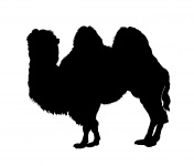 Camel Silhouette Clipart