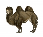 Camel Vintage Illustration Clipart