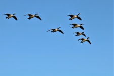 Canada Geese In Flight 3