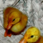 Pekin Ducks - 2