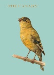 Canary Vintage Painting
