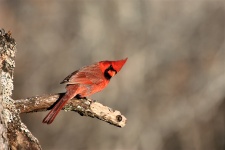 Cardinal On Tree Branch