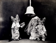Cat Dressed Vintage Wedding
