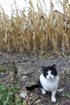 Cat In The Cornfield