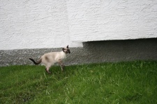 Cat On Lawn
