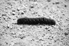 Caterpillar Moving On The Ground