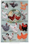 Chicken Breeds Vintage Poster