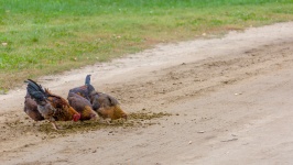Chickens On A Dirt Road